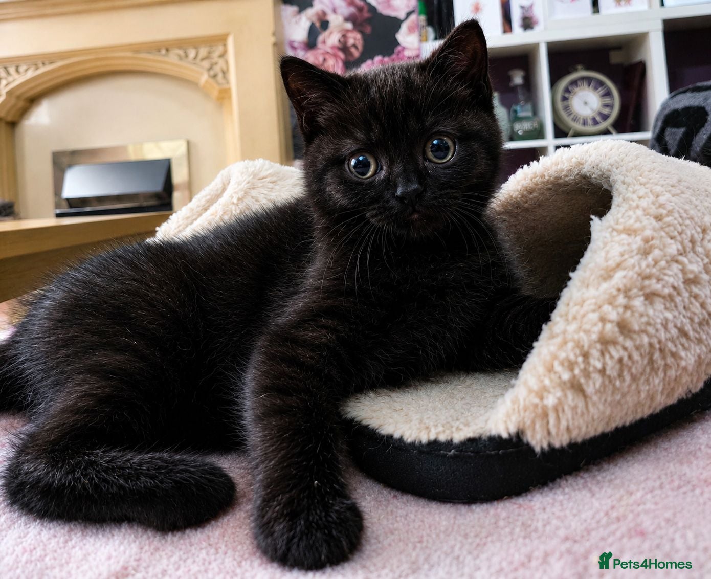British Shorthair cats British Shorthair Exotic Kittens - Advert 1