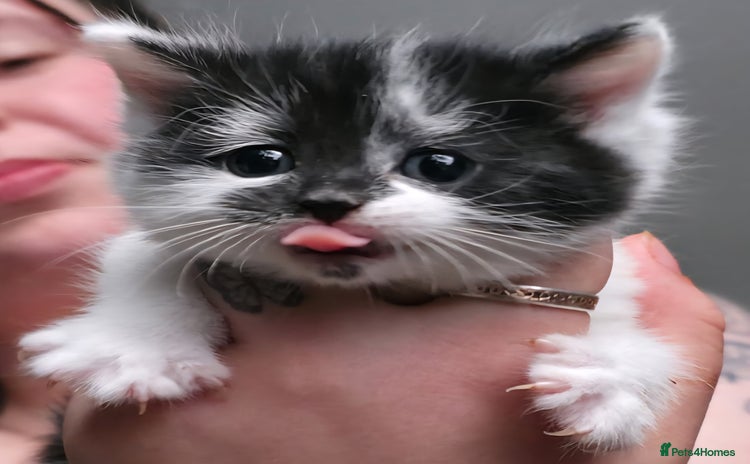 Ragdoll cats - Advert 1