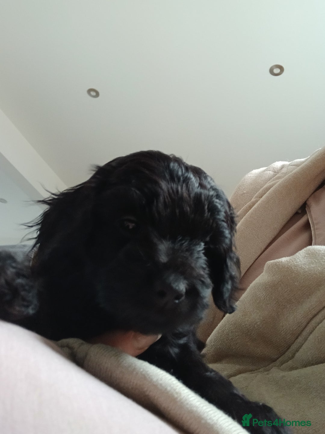 Cockapoo dogs for sale: Toy Cockapoo Puppies Looking for Loving Homes - Advert 28