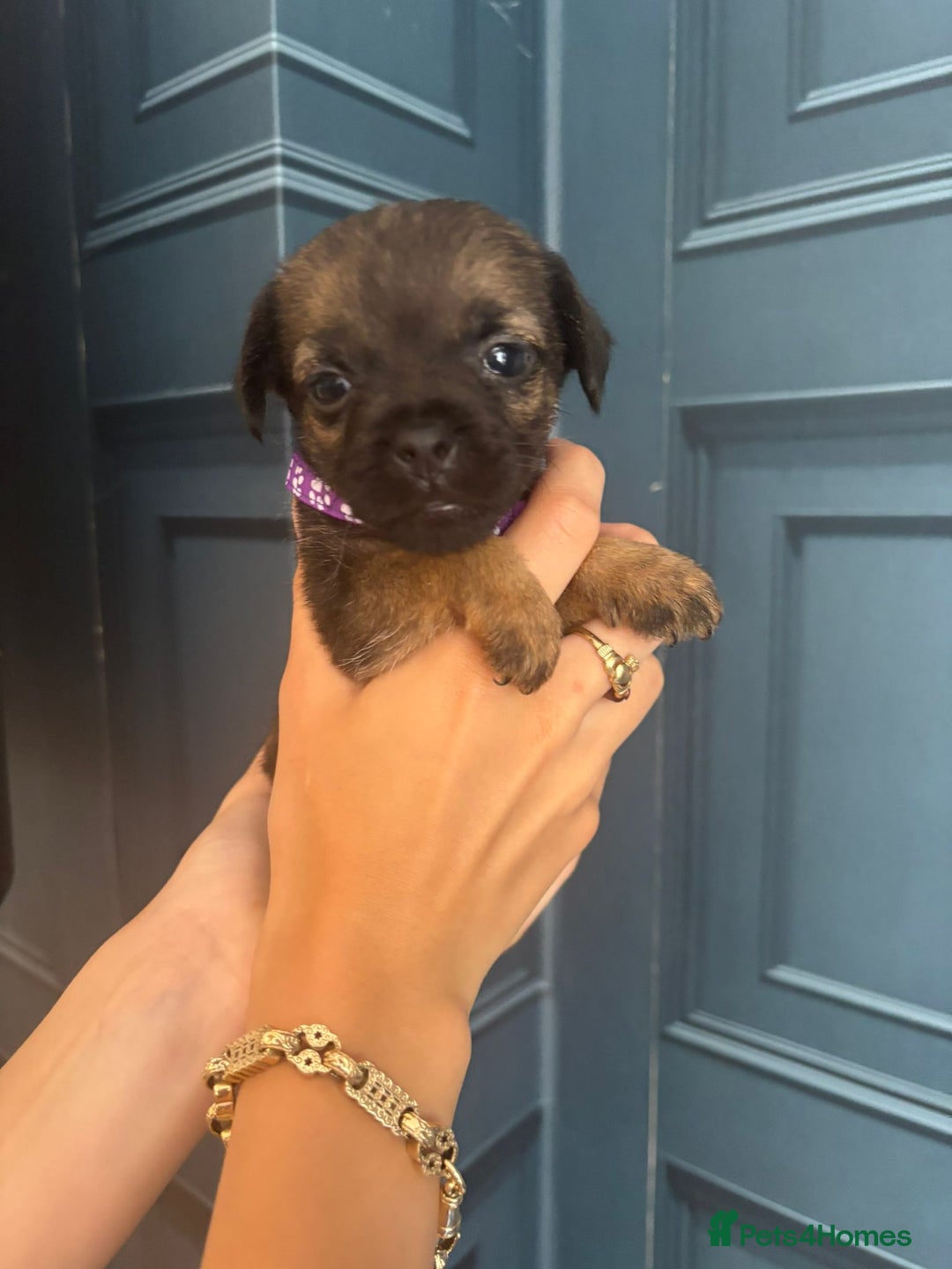 Border Terrier dogs for sale: Slem clear stunning boarder terrier puppies  - Image 22