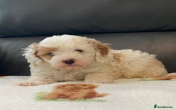 Cavapoo dogs for sale: Super cute, health tested, friendly Cavapoo pups  - Image 7