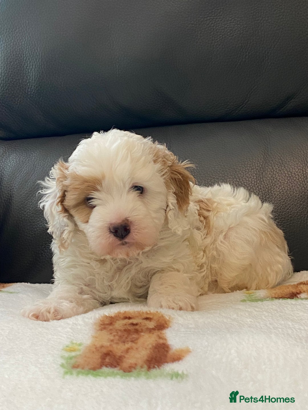 Cavapoo dogs for sale: Super cute, health tested, friendly Cavapoo pups  - Image 7