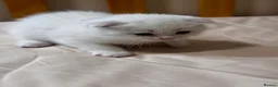 Scottish Fold cats for sale: Scottish Fold & Straight Kittens 🐾 - Advert 2