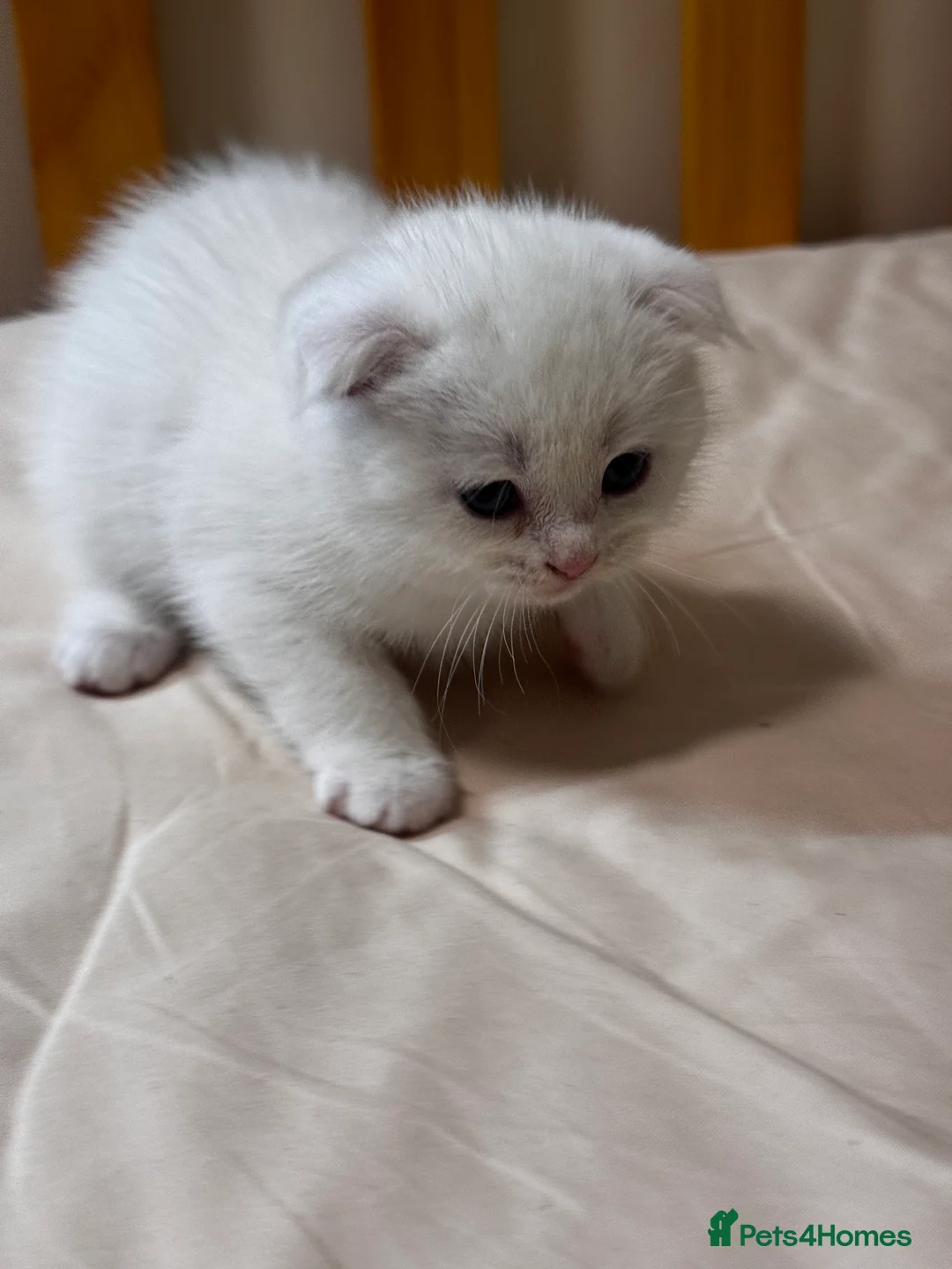 Scottish Fold cats for sale: Scottish Fold & Straight Kittens 🐾 - Advert 2