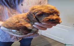 Cockapoo dogs for sale: Cockapoo puppies f1 show) ❤️ fox Red. !!!!!!. - Image 13