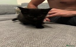 Mixed Breed cats for sale: Three playful kittens in search of forever home. - Image 24
