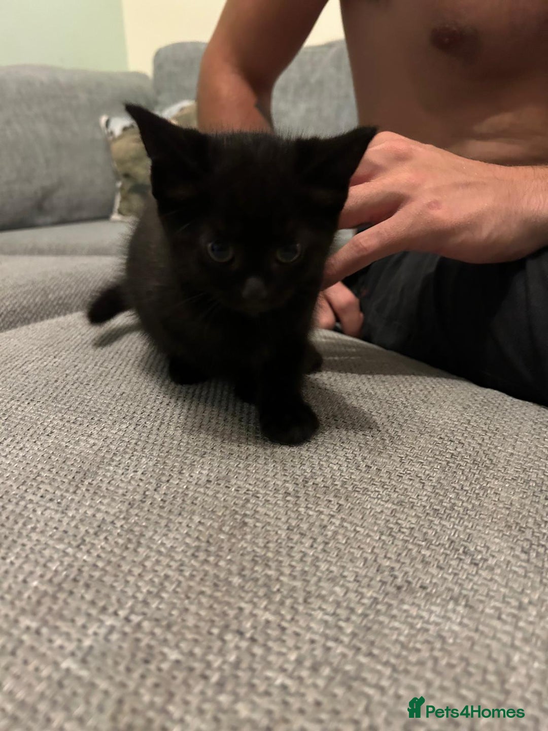 Mixed Breed cats for sale: Three playful kittens in search of forever home. - Image 24