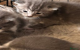 British Longhair cats for sale: British blue cross ragdoll kittens - Image 7