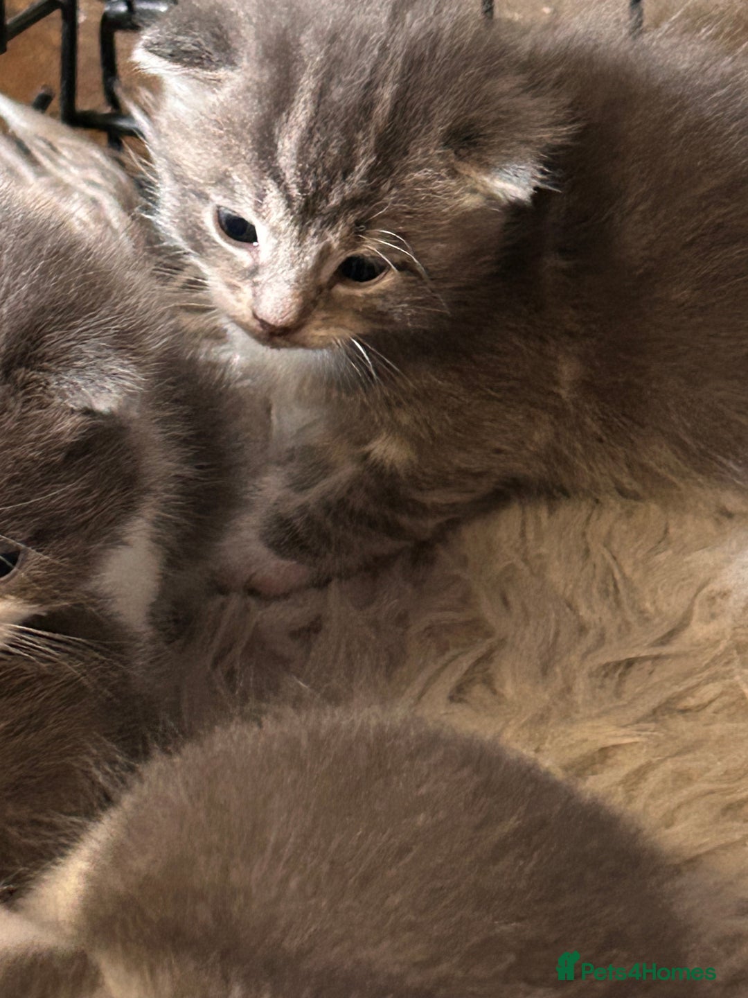 British Longhair cats for sale: British blue cross ragdoll kittens - Image 7