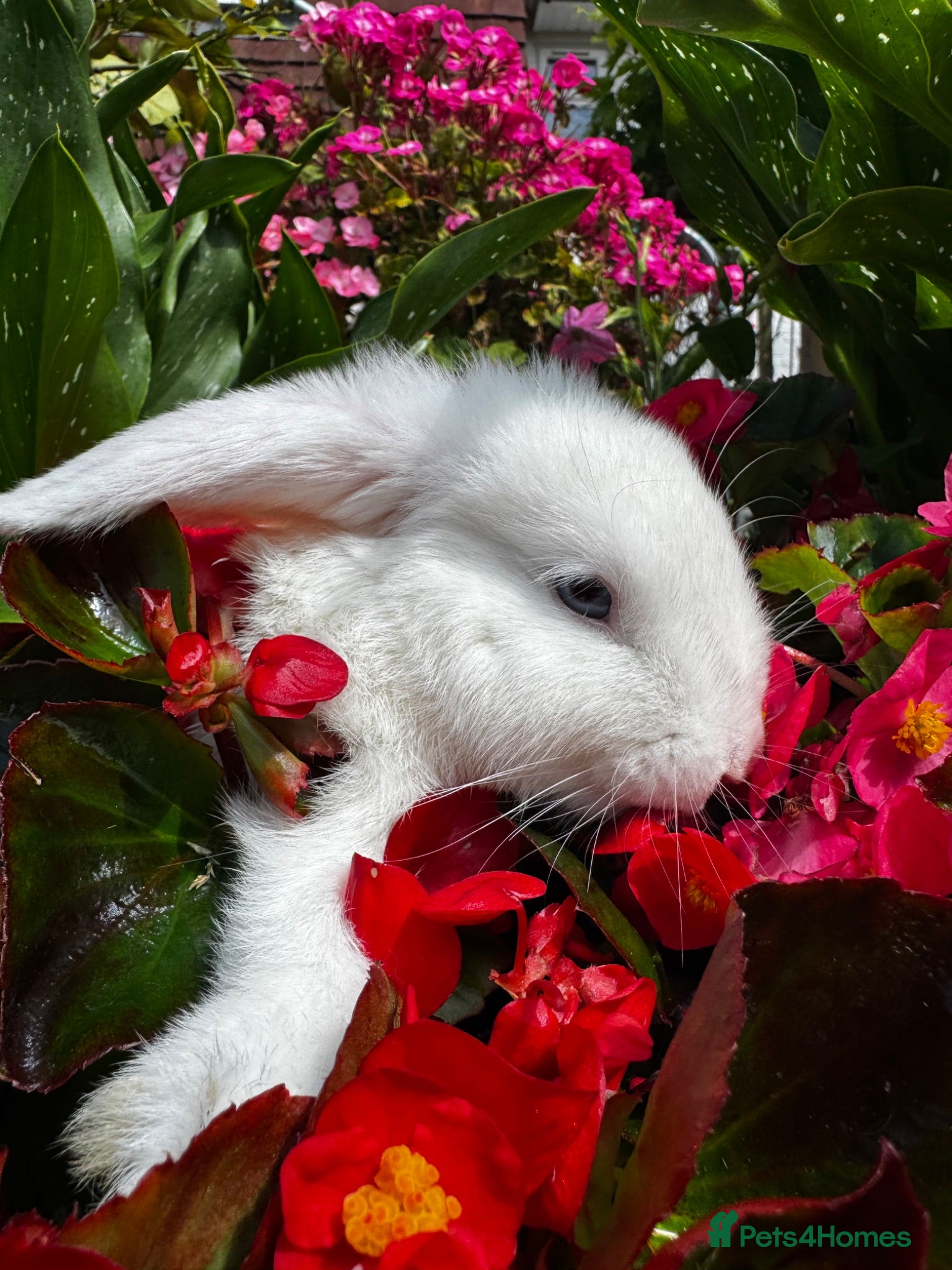 Mixed Breed rabbits Beautiful Holland mix girls x2 forever homes - Advert 18