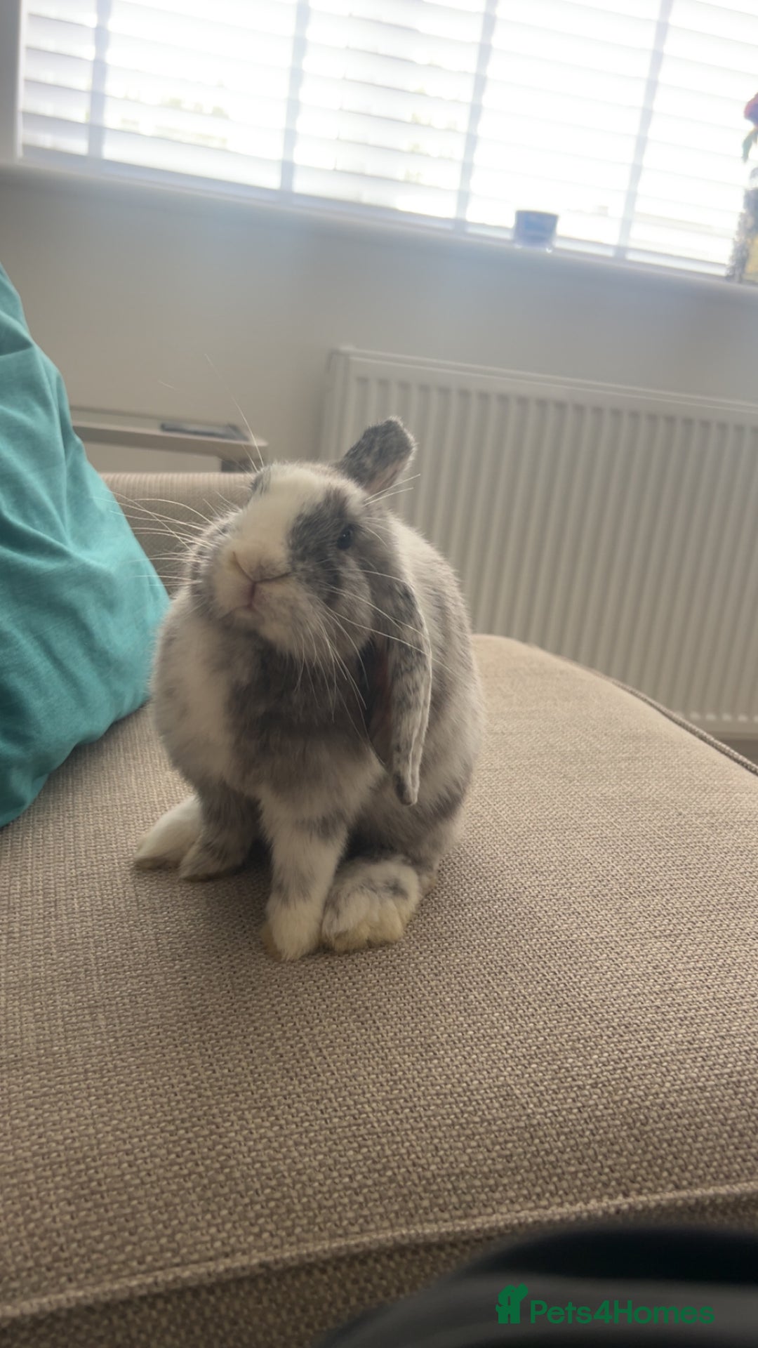 Dwarf Lop rabbits for sale: Mini lop and lion head  - Image 2