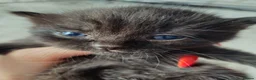 Mixed Breed cats for sale: kittens in Bedford - Advert 8
