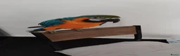 Macaws birds for sale: Pablo blue and gold macaw - Advert 4