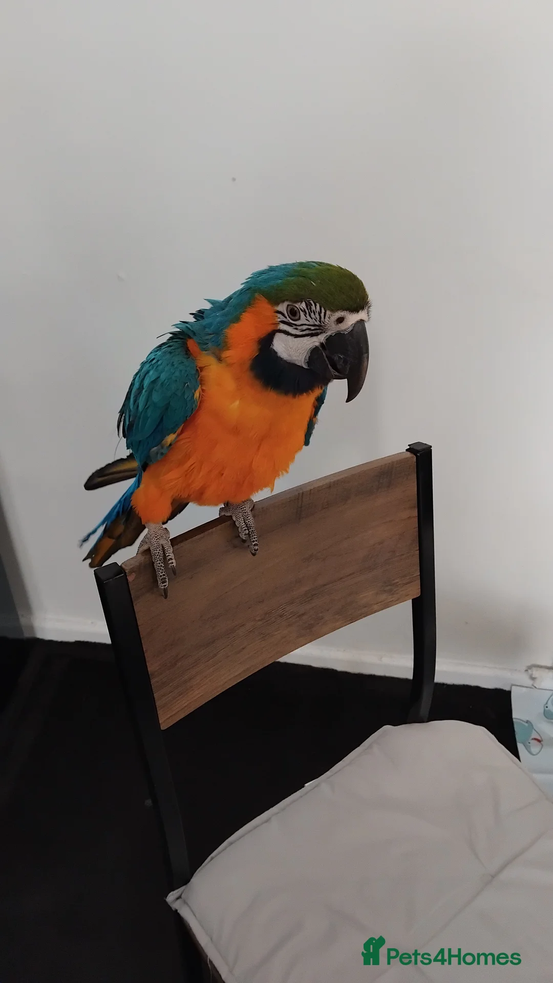 Macaws birds for sale: Pablo blue and gold macaw - Advert 4