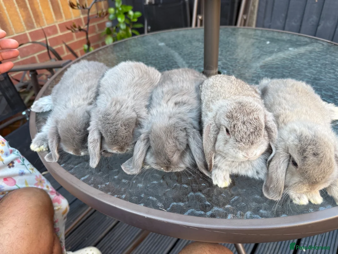 Mini Lop rabbits for sale: 🐰Mini Lop Rabbits – Ready for Loving Homes - Advert 2