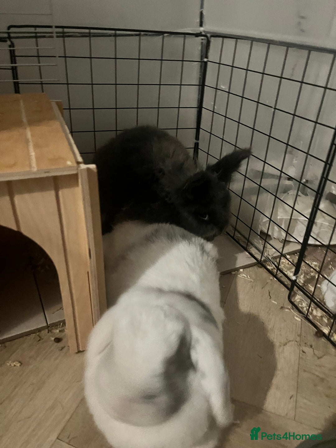 Mini Lop rabbits for sale: Rabbit pair for rehoming - Advert 1