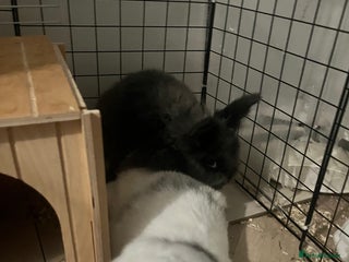 Mini Lop rabbits Rabbit pair for rehoming - Advert 1