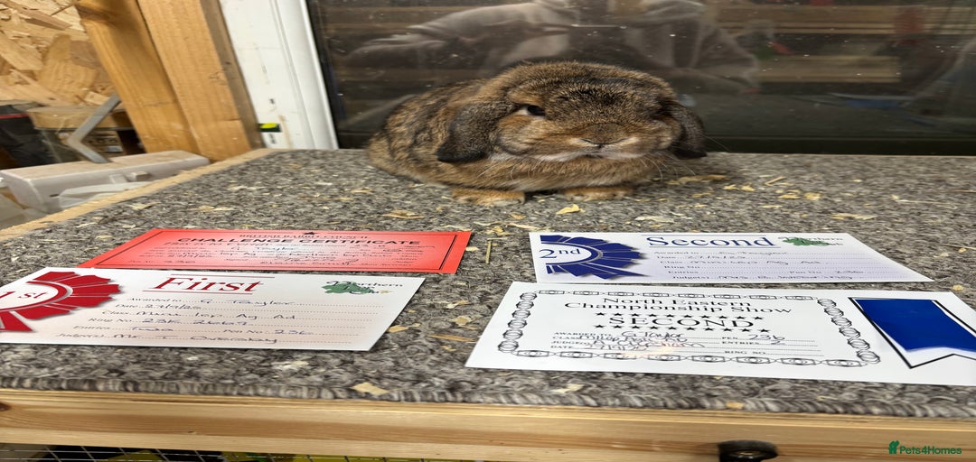 Gallery Image {{count}}