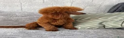 Toy Poodle dogs for stud: Dark Red DNA Health Tested Toy Poodle Stud - Advert 6