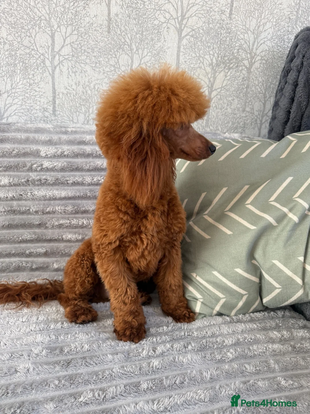 Toy Poodle dogs for stud: Dark Red DNA Health Tested Toy Poodle Stud - Advert 6