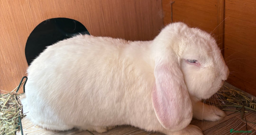 French Lop rabbits for sale: Male French lop - Image 6