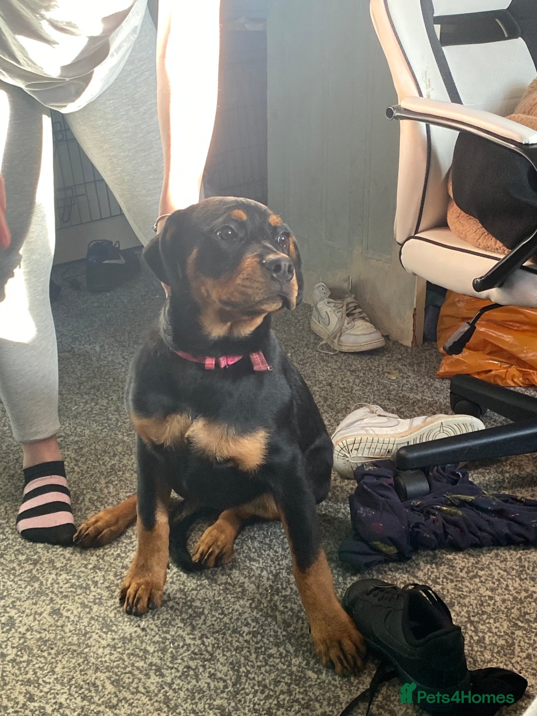 Rottweiler dogs for sale: Miss  - Advert 2