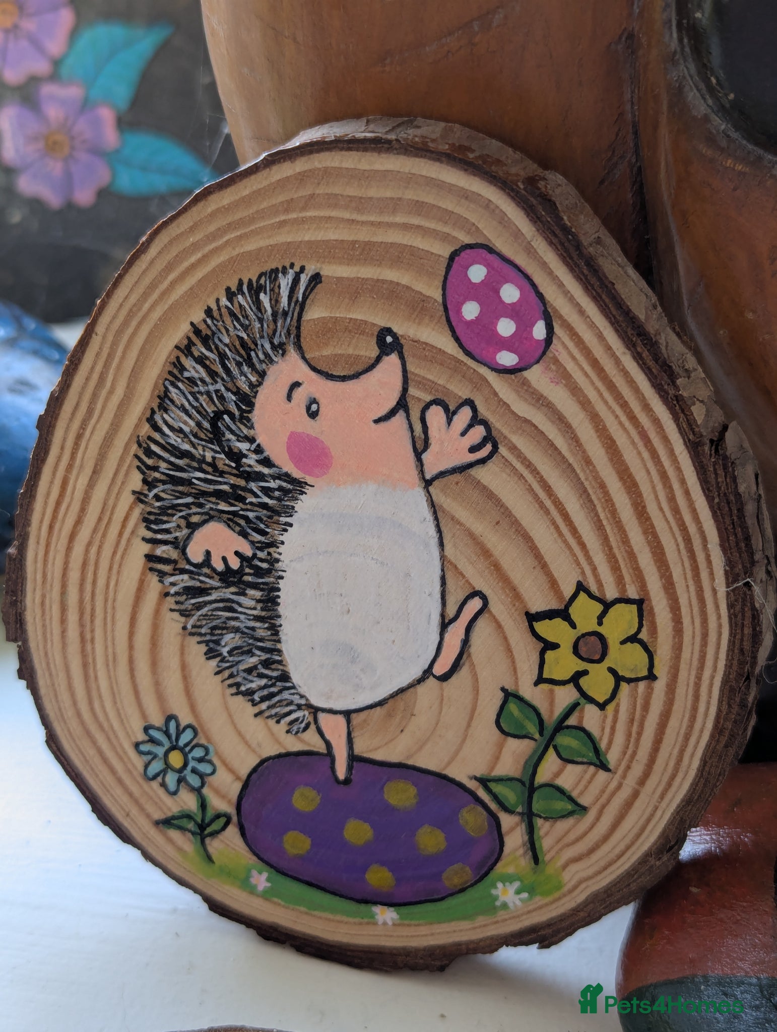 Pygmy Hedgehog rodents Beautiful Baby Hoglets Ready Now/Reserve  - Advert 1