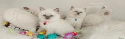 Ragdoll cats for sale: Beautiful Ragdoll kittens 😻😻😻😻 - Advert 28