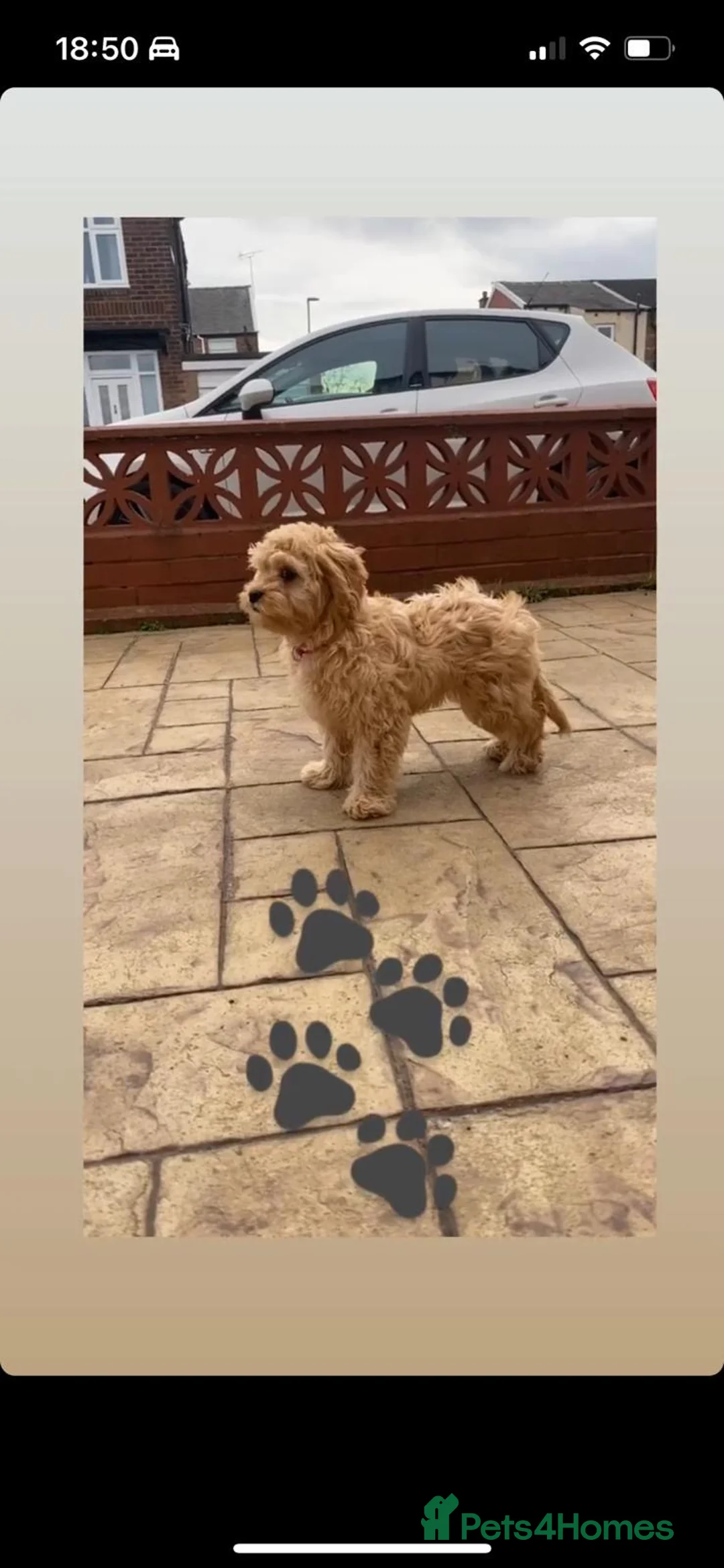 Cavapoo dogs for sale: £1600 Toy Asian Cavapoo 1 boy left - Advert 2