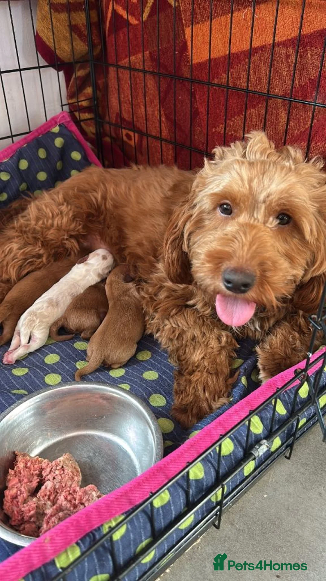 Cockapoo dogs for sale: Healthy Cockapoo puppies available for sale  in Bromley - Advert 1