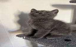 British Shorthair cats for sale: British shorthair kittens  - Image 5