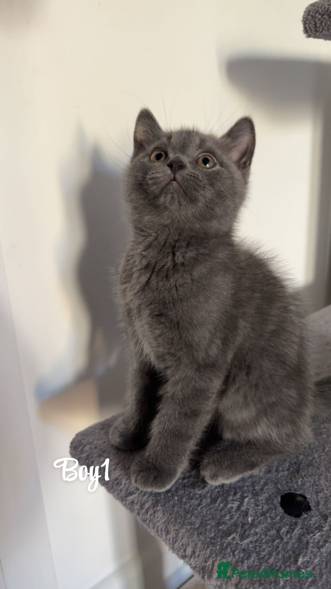British Shorthair cats for sale: British shorthair kittens  - Image 5