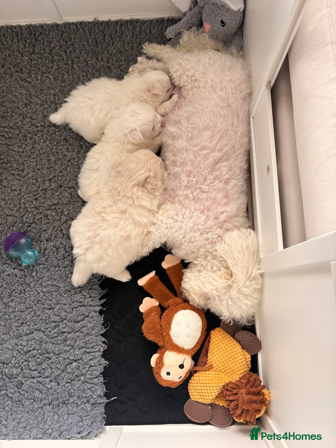 Mixed Breed dogs for sale: Pomachon male puppies  - Advert 3