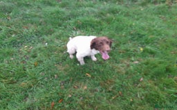 English Springer Spaniel dogs for sale: Pet home required,  **  - Image 2