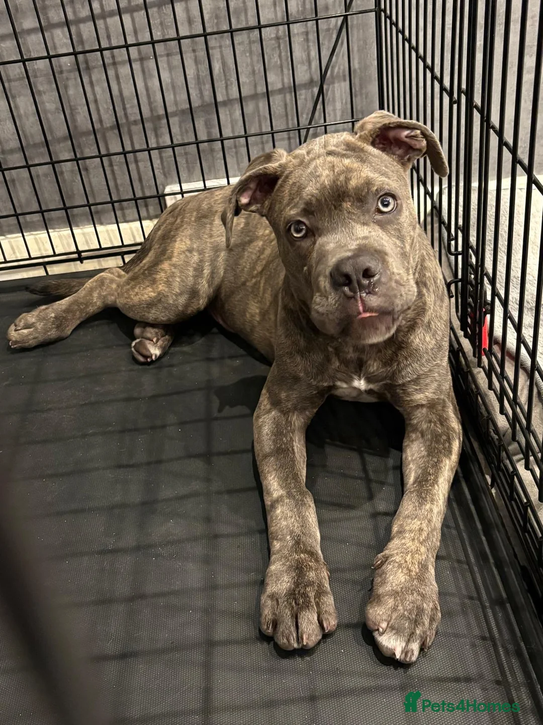 Cane Corso dogs for sale: Beautiful Cane Corso x Pocket Bully Male - Advert 5