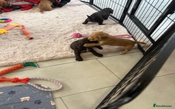 Cocker Spaniel dogs for sale: Kc reg cocker spaniels with 5 weeks insurance  - Advert 29