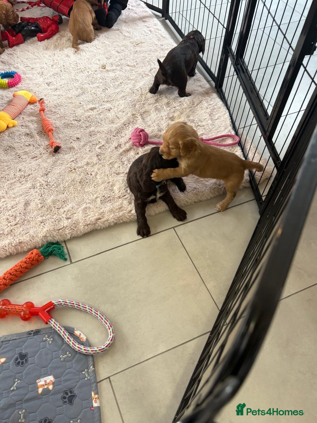 Cocker Spaniel dogs for sale: Kc reg cocker spaniels with 5 weeks insurance  - Advert 29