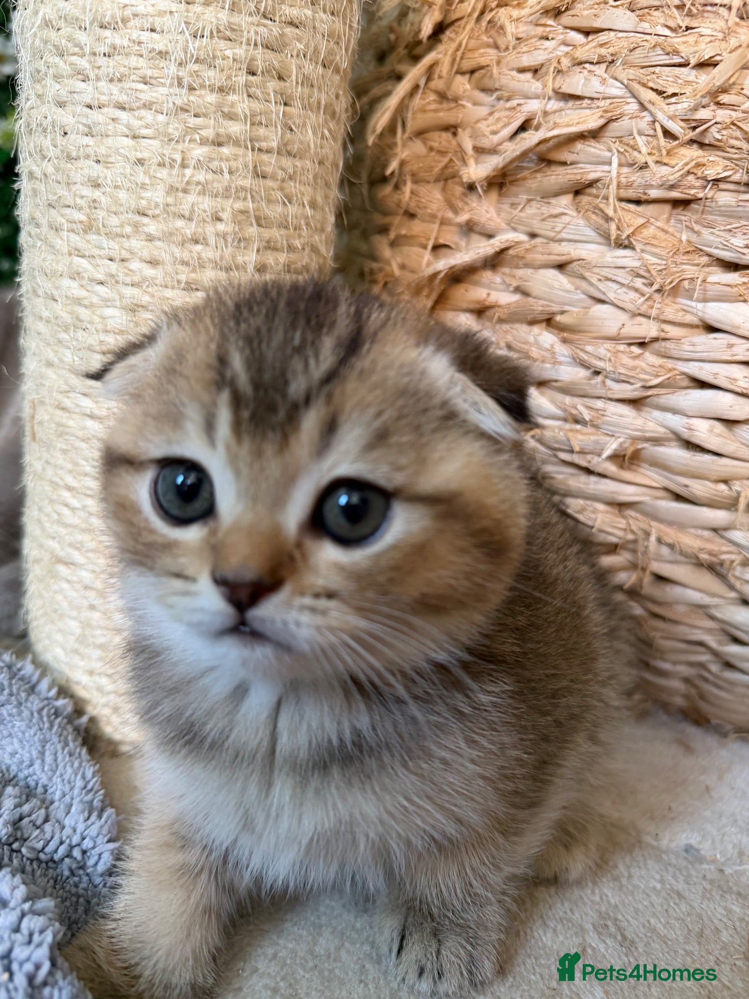 Scottish Fold cats  Pure Breed Scottish Fold/Straight Kittens. - Advert 4