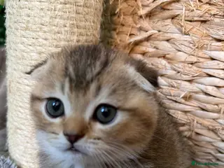 Scottish Fold cats Pure Breed Scottish Fold/Straight Kittens. - Advert 4