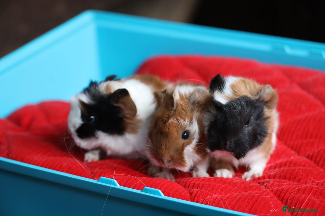 Guinea Pig rodents for sale: Peruvian long haired Babies - Advert 8