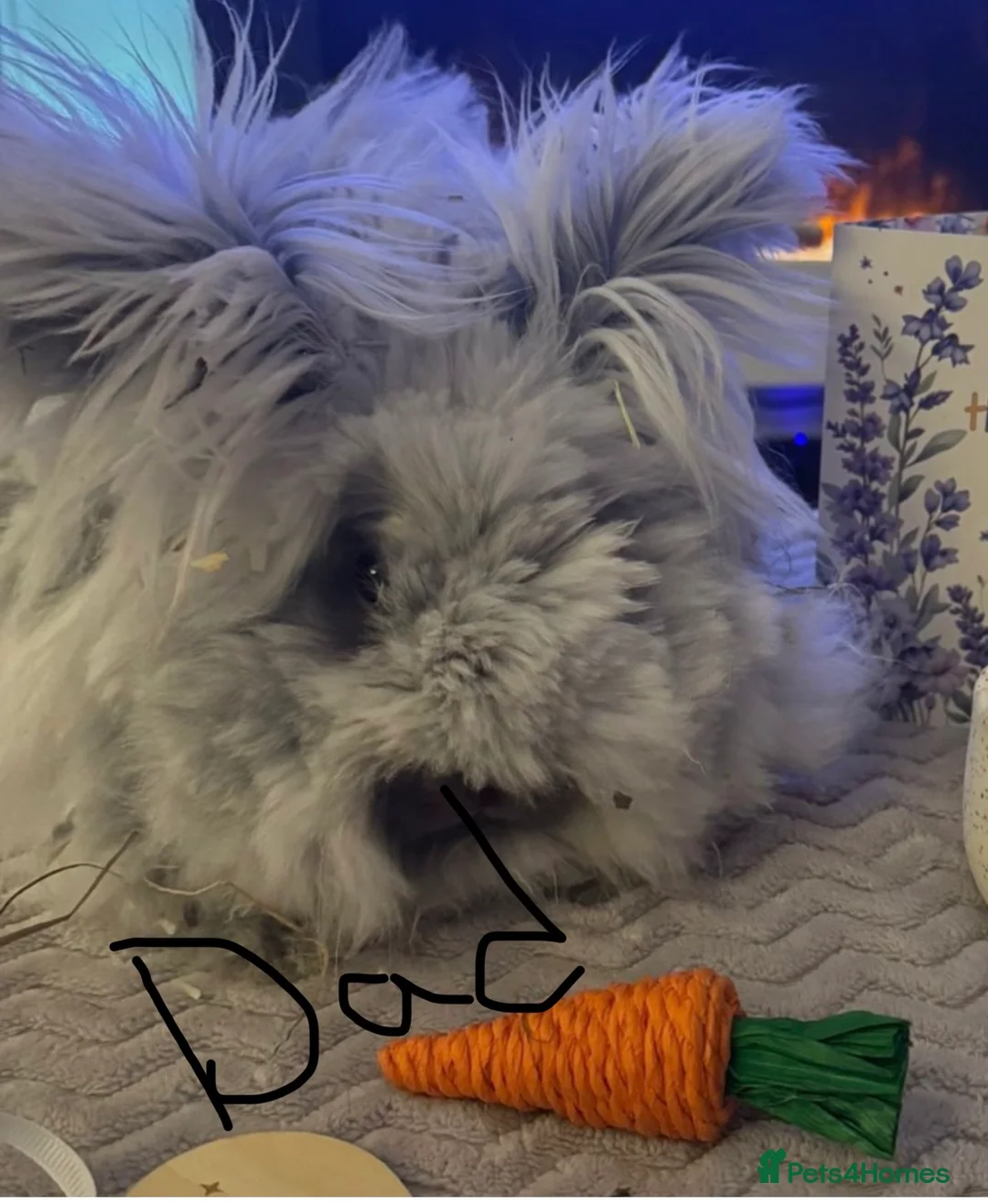 Angora rabbits for sale: Full faced Male Angora babies  - Advert 8