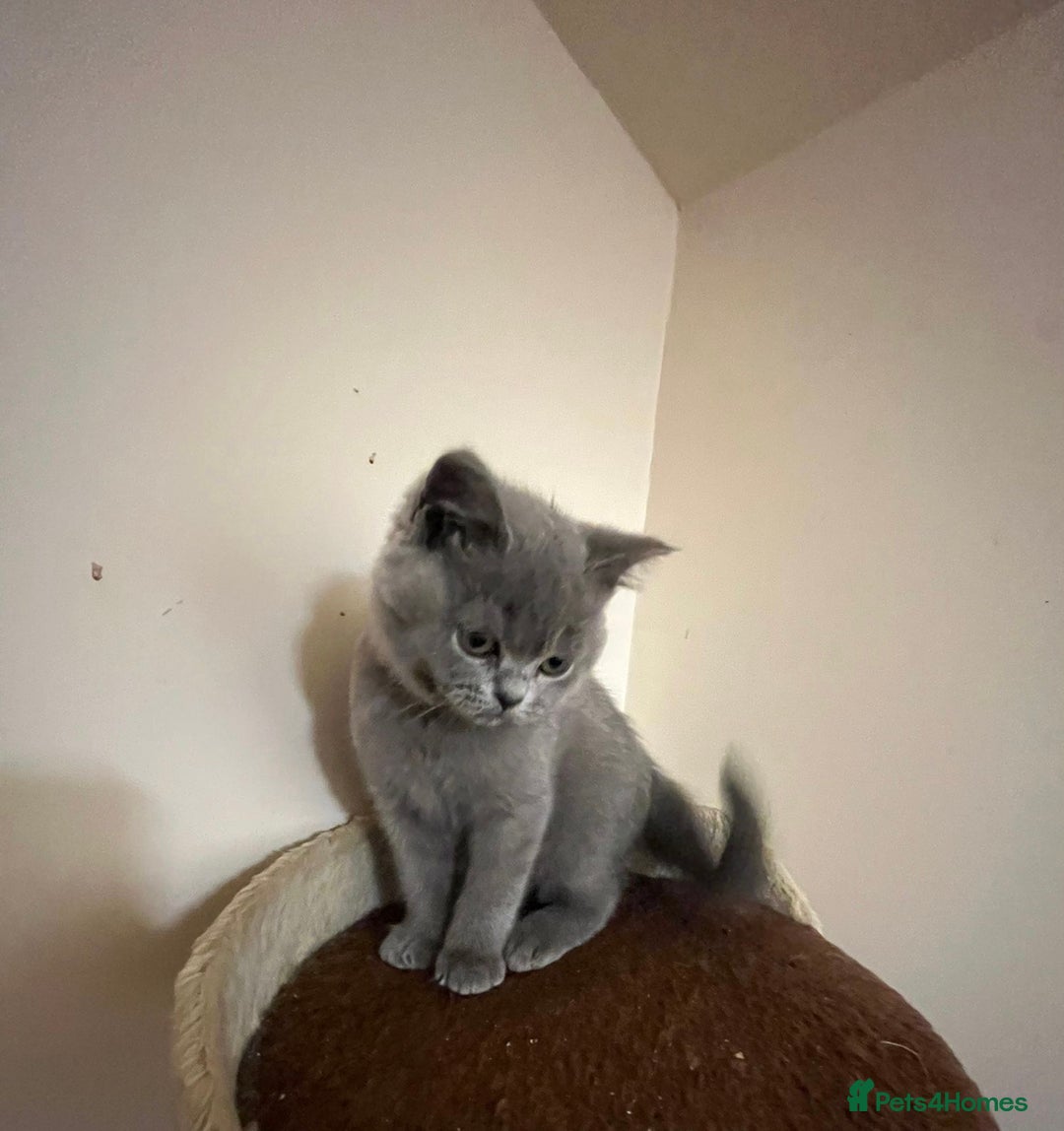 British Shorthair cats for sale: READY NOW!!Pedigree British Short Hair Kittens - Image 37