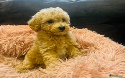 Poochon dogs for sale: Gorgeous F1 Poochon Puppies - Image 4