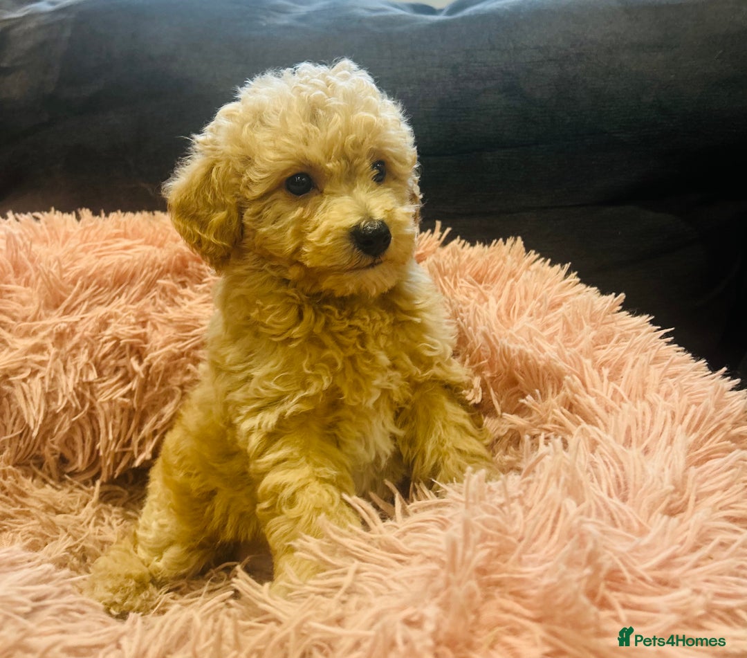 Poochon dogs for sale: Gorgeous F1 Poochon Puppies - Image 4