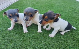 Jack Russell dogs for sale: Jack russell pups  - Image 7