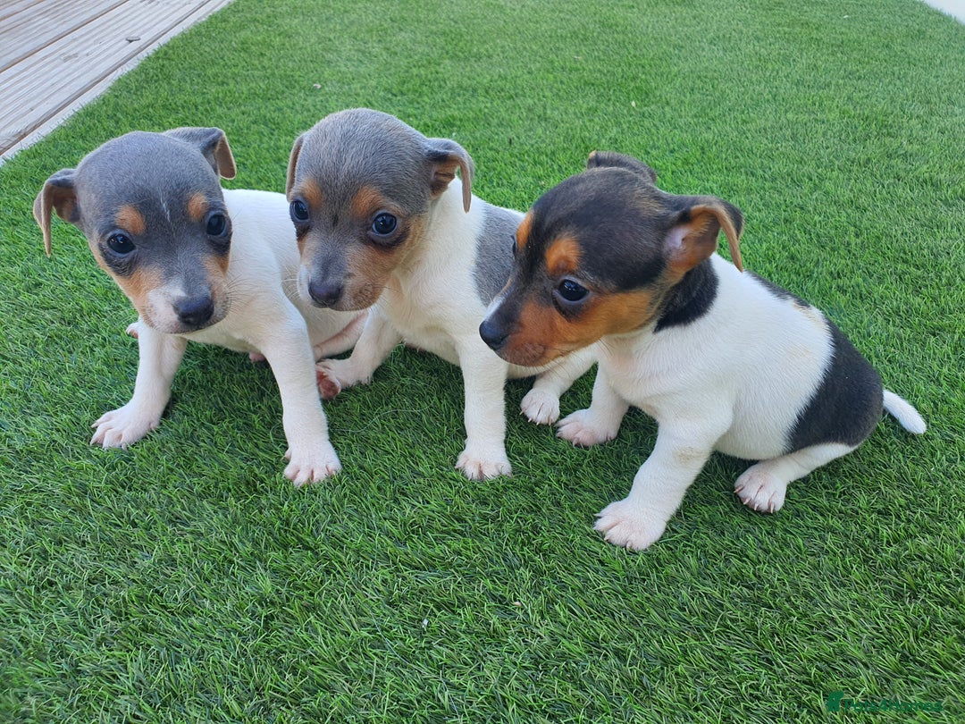 Jack Russell dogs for sale: Jack russell pups  - Image 7