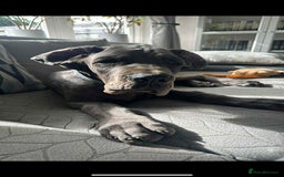 Great Dane dogs for sale: European Great Dane puppy - Image 4