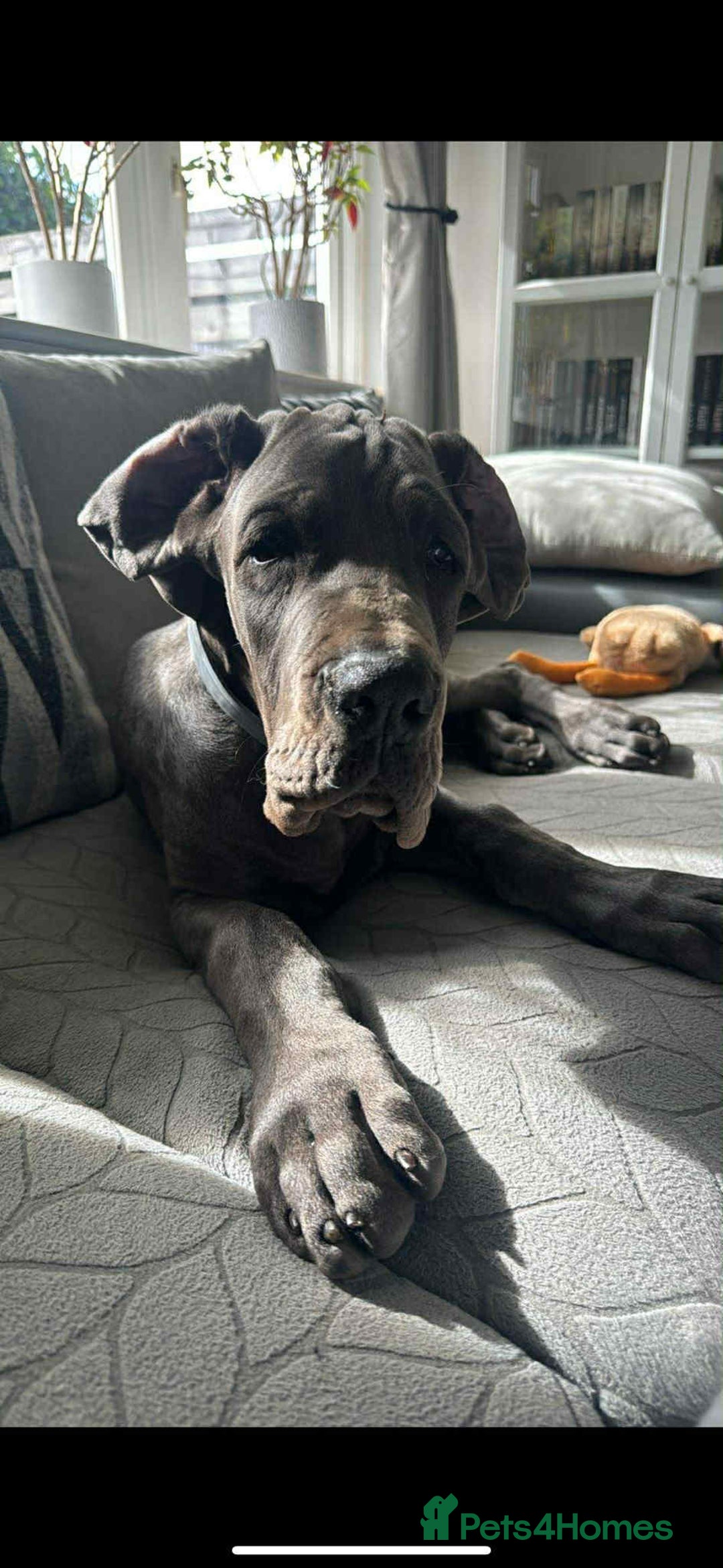 Great Dane dogs for sale: European Great Dane puppy - Image 4