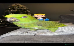 Parrots birds for sale: Yelow nape amazon - Image 1