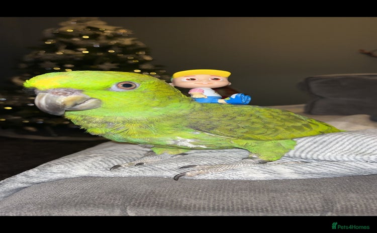 Parrots birds - Advert 7